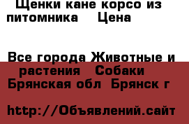 Щенки кане корсо из  питомника! › Цена ­ 65 000 - Все города Животные и растения » Собаки   . Брянская обл.,Брянск г.